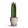 Sansevieria Cylindrica Straight - Cylindrical Snake Plant 2 Sansevieria Cylindrica Straight - Cylindrical Snake Plant -Hortology Plants Shop Sansevieria cylindrica Straight Cylindrical Snake Plant 12x40cm Gerben Plant Pot Grey Washed 15x16cm 8c4568b0 1068 42a3 8e76 cff9291d01c7