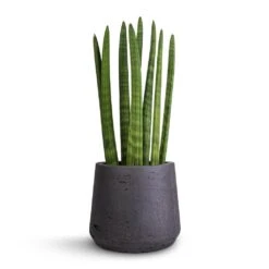 Sansevieria Cylindrica Straight - Cylindrical Snake Plant 18 Sansevieria Cylindrica Straight - Cylindrical Snake Plant -Hortology Plants Shop Sansevieria cylindrica Straight Cylindrical Snake Plant 12x40cm Patt Plant Pot Black Washed 17x14cm