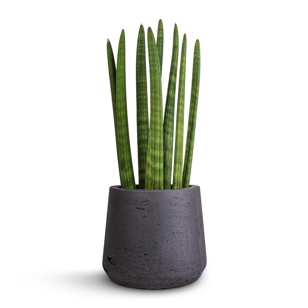 Patt Plant Pot - Black Washed 17 Patt Plant Pot - Black Washed - Image 15