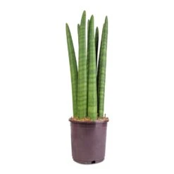 Sansevieria Cylindrica Straight - Cylindrical Snake Plant 21 Sansevieria Cylindrica Straight - Cylindrical Snake Plant -Hortology Plants Shop Sansevieria cylindrica Straight Cylindrical Snake Plant 15x50cm