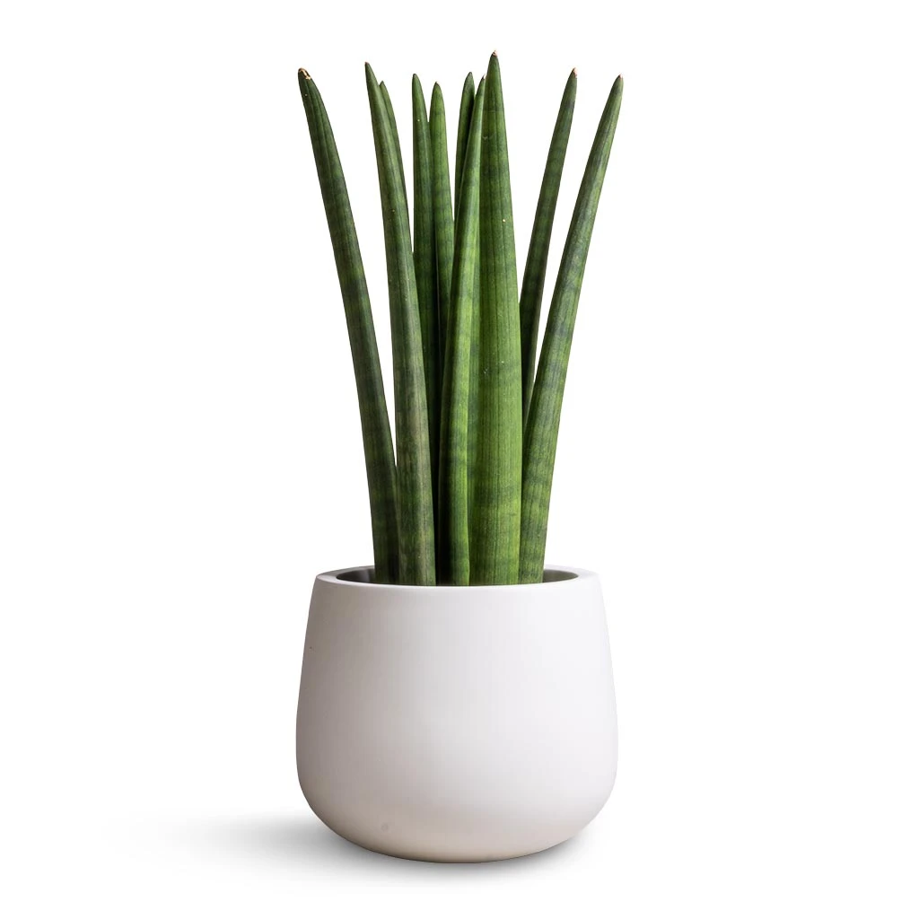 Sansevieria Cylindrica Straight - Cylindrical Snake Plant 9 Sansevieria Cylindrica Straight - Cylindrical Snake Plant - Image 7