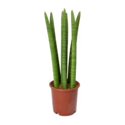 Sansevieria Cylindrica Straight - Cylindrical Snake Plant 17 Sansevieria Cylindrica Straight - Cylindrical Snake Plant -Hortology Plants Shop Sansevieria cylindrica Straight Cylindrical Snake Plant 45cm