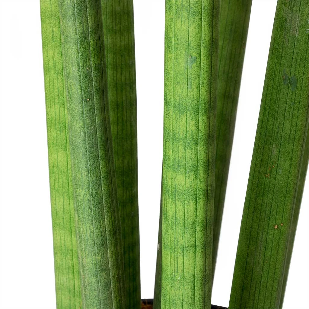 Sansevieria Cylindrica Straight - Cylindrical Snake Plant 11 Sansevieria Cylindrica Straight - Cylindrical Snake Plant - Image 9