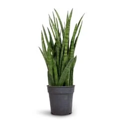 Sansevieria Kirkii - Star Sansevieria 30 Sansevieria Kirkii - Star Sansevieria -Hortology Plants Shop Sansevieria kirki Star Sansevieria