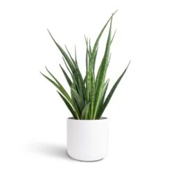 Lisbon Plant Pot - White 34 Lisbon Plant Pot - White -Hortology Plants Shop Sansevieria kirkii Star Sansevieria 12x40cm Lisbon Plant Pot White 13x13cm 68410f7c e77e 4dcf 9054 588bf1afbcd2