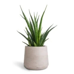 Sansevieria Kirkii - Star Sansevieria 38 Sansevieria Kirkii - Star Sansevieria -Hortology Plants Shop Sansevieria kirkii Star Sansevieria 12x40cm Patt Plant Pot Grey Washed 17x14cm