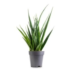 Sansevieria Kirkii - Star Sansevieria 24 Sansevieria Kirkii - Star Sansevieria -Hortology Plants Shop Sansevieria kirkii Star Sansevieria 12x40cm 9e5912c2 2f76 4635 bd61 0503655eb881