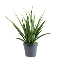 Sansevieria Kirkii - Star Sansevieria 26 Sansevieria Kirkii - Star Sansevieria -Hortology Plants Shop Sansevieria kirkii Star Sansevieria 15x50cm