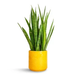 Arley Plant Pot - Yellow Bee -Hortology Plants Shop Sansevieria kirkii Star Sansevieria 15x50cm Arley Plant Pot Yellow Bee 17x17.5cm