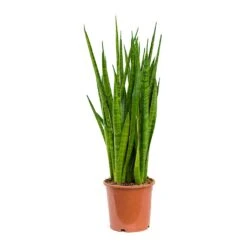 Sansevieria Kirkii - Star Sansevieria 33 Sansevieria Kirkii - Star Sansevieria -Hortology Plants Shop Sansevieria kirkii Star Sansevieria 17x75cm