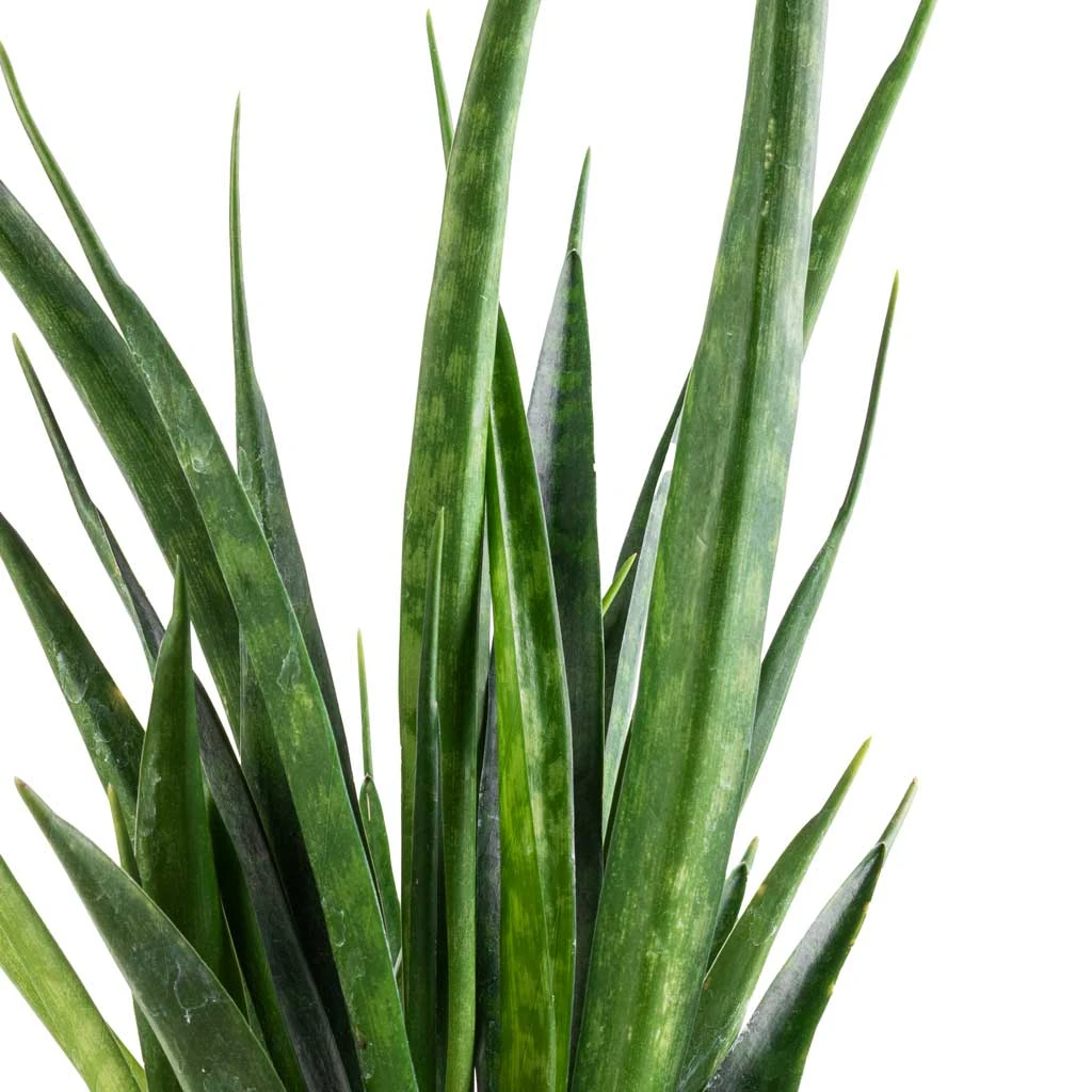 Sansevieria Kirkii - Star Sansevieria 4 Sansevieria Kirkii - Star Sansevieria - Image 2
