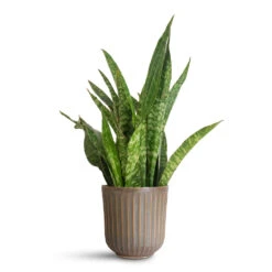 Roger Plant Pot - Thyme 15 Roger Plant Pot - Thyme -Hortology Plants Shop Sansevieria masoniana Dragon 14x50cm Roger Pot Thyme 17x17cm 1