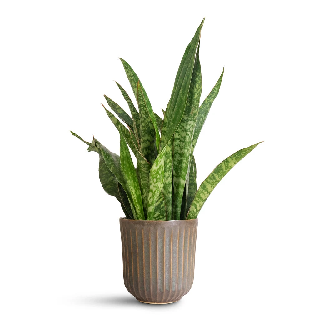 Roger Plant Pot - Thyme 8 Roger Plant Pot - Thyme - Image 6