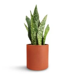 Puk Refined Planter - Canyon Orange 16 Puk Refined Planter - Canyon Orange -Hortology Plants Shop Sansevieria masoniana Dragon Snake Plant 12x40cm Puk Refined Planter Canyon Orange 15x15cm 488df18d 304f 4ba7 8f37 b3f2d3f50b9b