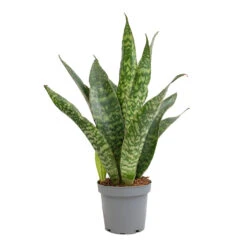 Sansevieria Masoniana Dragon - Snake Plant -Hortology Plants Shop Sansevieria masoniana Dragon Snake Plant 14x50cm