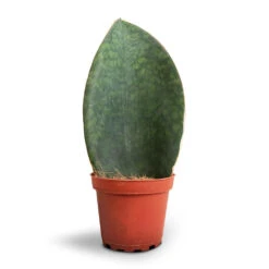 Sansevieria Masoniana Victoria - Shark Fin Snake Plant 28 Sansevieria Masoniana Victoria - Shark Fin Snake Plant -Hortology Plants Shop Sansevieria masoniana Victoria Shark Fin Snake Plant 10x30cm