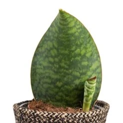 Sansevieria Masoniana Victoria - Shark Fin Snake Plant 24 Sansevieria Masoniana Victoria - Shark Fin Snake Plant -Hortology Plants Shop Sansevieria masoniana Victoria Shark Fin Snake Plant 10x30cm Behind Selin Plant Basket Black Weave 15x12cm a5f8380b f94b 4370 a2b8 25952b2fd065