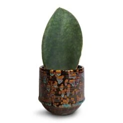 Sansevieria Masoniana Victoria - Shark Fin Snake Plant 23 Sansevieria Masoniana Victoria - Shark Fin Snake Plant -Hortology Plants Shop Sansevieria masoniana Victoria Shark Fin Snake Plant 10x30cm Noud Plant Pot Marrakesh 14x13cm