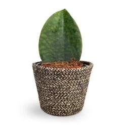 Selin Plant Basket - Black Weave -Hortology Plants Shop Sansevieria masoniana Victoria Shark Fin Snake Plant 10x30cm Selin Plant Basket Black Weave 15x12cm