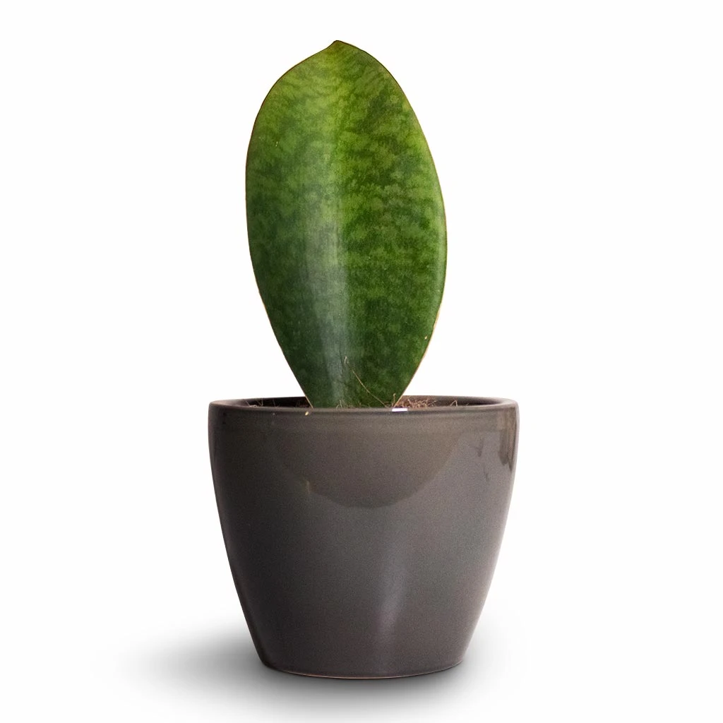 Sansevieria Masoniana Victoria - Shark Fin Snake Plant 13 Sansevieria Masoniana Victoria - Shark Fin Snake Plant - Image 11