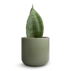 Sansevieria Masoniana Victoria - Shark Fin Snake Plant 20 Sansevieria Masoniana Victoria - Shark Fin Snake Plant -Hortology Plants Shop Sansevieria masoniana Victoria Shark Fin Snake Plant 10x30cmLisbon Plant Pot Sage 13x13cm 2 fbeb66c1 16b9 4476 8c8b 0d68632f13e5
