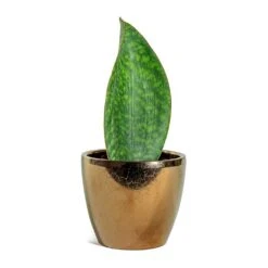 Sansevieria Masoniana Victoria - Shark Fin Snake Plant 29 Sansevieria Masoniana Victoria - Shark Fin Snake Plant -Hortology Plants Shop Sansevieria masoniana Victoria Shark Fin Sven Plant Pot Gold