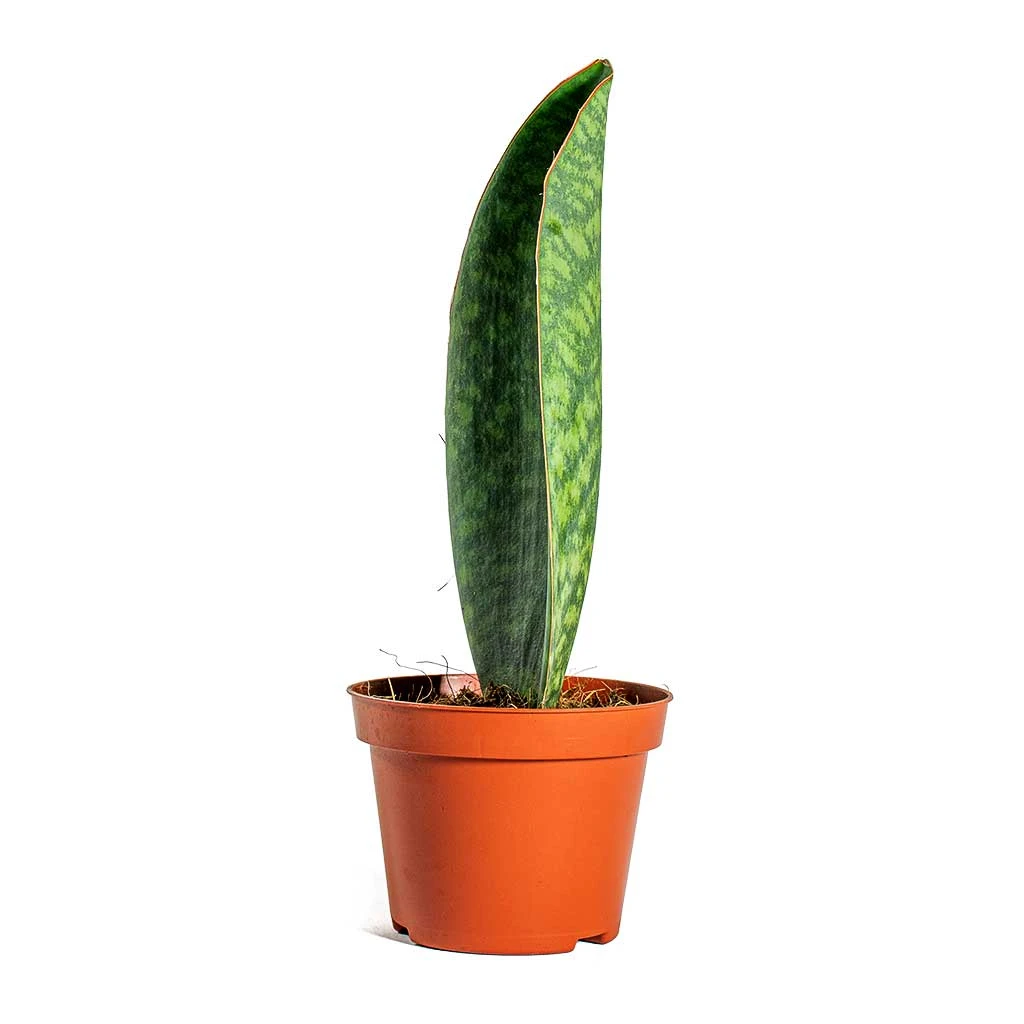 Sansevieria Masoniana Victoria - Shark Fin Snake Plant 16 Sansevieria Masoniana Victoria - Shark Fin Snake Plant - Image 14