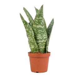 Sansevieria Masoniana Dragon - Snake Plant -Hortology Plants Shop Sansevieria masoniana Dragon