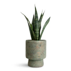 Aily Plant Pot - Grey Teal -Hortology Plants Shop Sansevieria trifasciata Black Coral 12x40cm Aily Pot Grey Teal 19x23cm 1