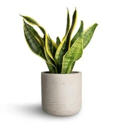 Charlie Plant Pot - Grey Washed -Hortology Plants Shop Sansevieria trifasciata Futura Superba 12x35cm Charlie Plant Pot Grey Washed 15x15cm c6fedb76 ecf4 4370 a1bf de321c3616f9