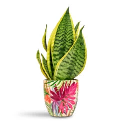 Monza Plant Pot - Tropical Fuchsia 9 Monza Plant Pot - Tropical Fuchsia -Hortology Plants Shop Sansevieria trifasciata Futura Superba 12x35cm Monza Pot Tropical Fuchsia 13 3cm 1