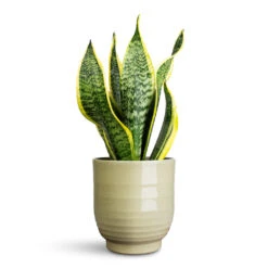 Sofia Plant Pot - Green -Hortology Plants Shop Sansevieria trifasciata Futura Superba 12x35cm Sofia Pot Green 14x14cm 1