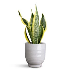 Sofia Plant Pot - Grey 16 Sofia Plant Pot - Grey -Hortology Plants Shop Sansevieria trifasciata Futura Superba 12x35cm Sofia Pot Grey 14x14cm 1