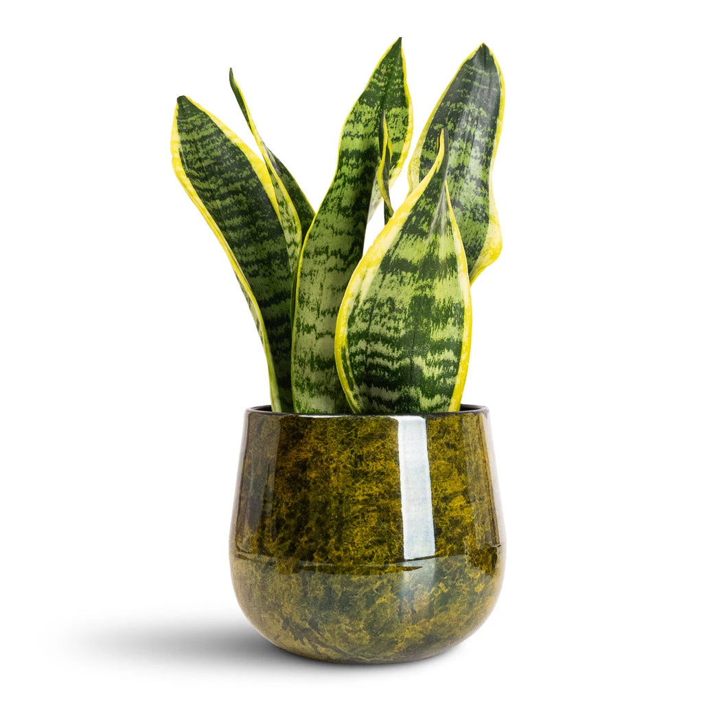 Emmie Metal Plant Pot - Mystic Yellow 9 Emmie Metal Plant Pot - Mystic Yellow - Image 7