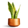 Sansevieria Trifasciata Futura Superba -Hortology Plants Shop Sansevieria trifasciata Futura Superba 9x30cm Tivoli Bowl Copper 16x8cm