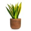 Sansevieria Trifasciata Golden Flame - Snake Plant 2 Sansevieria Trifasciata Golden Flame - Snake Plant -Hortology Plants Shop Sansevieria trifasciata Golden Flame Snake Houseplant Plant Pot Duncan Rust 14x13cm