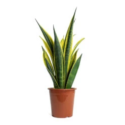 Sansevieria Trifasciata Golden Flame - Snake Plant -Hortology Plants Shop Sansevieria trifasciata Golden Flame Snake Plant 17cm
