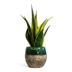 Sansevieria Trifasciata Golden Flame - Snake Plant -Hortology Plants Shop Sansevieria trifasciata Golden Flame Snake Plant Lindy Plant Pot Black Green