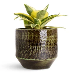 Sanna Plant Pot - Moss Green -Hortology Plants Shop Sansevieria trifasciata Golden Hahnii 12x20cm Sanna Pot Moss Green 15x13cm 1