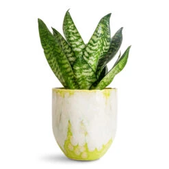 Sansevieria Trifasciata Hahnii - Birds Nest Snake Plant -Hortology Plants Shop Sansevieria trifasciata Hahnii 12x25cm Davide Pot Apple Green 13x13cm 2