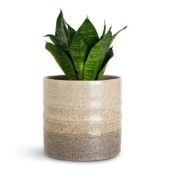 Sansevieria Trifasciata Hahnii - Birds Nest Snake Plant -Hortology Plants Shop Sansevieria trifasciata Hahnii 9x20cm Gia Pot Stone Granite 14x13cm