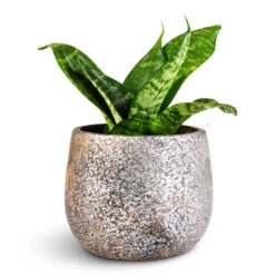 Jules Plant Pot - Smoked Earth 19 Jules Plant Pot - Smoked Earth -Hortology Plants Shop Sansevieria trifasciata Hahnii 9x20cm Jules Pot Earth 12x9cm