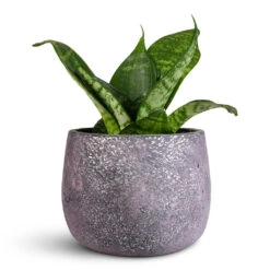 Jules Plant Pot - Shiny Purple -Hortology Plants Shop Sansevieria trifasciata Hahnii 9x20cm Jules Pot Shiny Purple 12x9cm