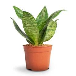 Sansevieria Trifasciata Hahnii - Birds Nest Snake Plant -Hortology Plants Shop Sansevieria trifasciata Hahnii Birds Nest Snake Plant 1