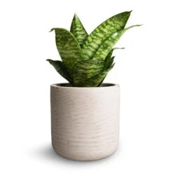 Sansevieria Trifasciata Hahnii - Birds Nest Snake Plant -Hortology Plants Shop Sansevieria trifasciata Hahnii Birds Nest Snake Plant 12x25cm Charlie Plant Pot Grey Washed 15x15cm 2
