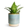 Sansevieria Trifasciata Hahnii - Birds Nest Snake Plant 1 Sansevieria Trifasciata Hahnii - Birds Nest Snake Plant -Hortology Plants Shop Sansevieria trifasciata Hahnii Birds Nest Snake Plant 12x25cm Copenhagen Plant Pot Aqua 13.5x14cm 630bd4c1 d828 443b 84db 9c8b6163b557