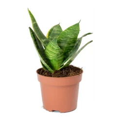 Sansevieria Trifasciata Hahnii - Birds Nest Snake Plant -Hortology Plants Shop Sansevieria trifasciata Hahnii Birds Nest Snake Plant