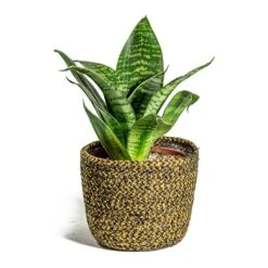 Sansevieria Trifasciata Hahnii - Birds Nest Snake Plant -Hortology Plants Shop Sansevieria trifasciata Hahnii Birds Nest Snake Plant Maartje Plant Baskets Set of 5 Camel