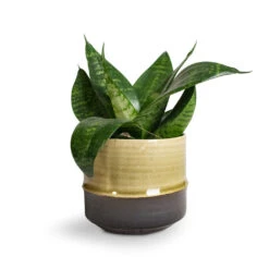 Sansevieria Trifasciata Hahnii - Birds Nest Snake Plant -Hortology Plants Shop Sansevieria trifasciata Hahnii Birds Nest Snake Plant Marlijn Plant Pot Thyme