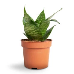 Sansevieria Trifasciata Hahnii - Birds Nest Snake Plant -Hortology Plants Shop Sansevieria trifasciata Hahnii Birds Nest Snake Plant b4e2fd42 358c 4d3d a0d3 433115a9b5f2